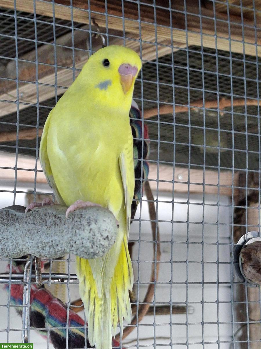 Herzige, junge Wellensittiche zu verkaufen