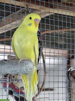 Herzige, junge Wellensittiche zu verkaufen