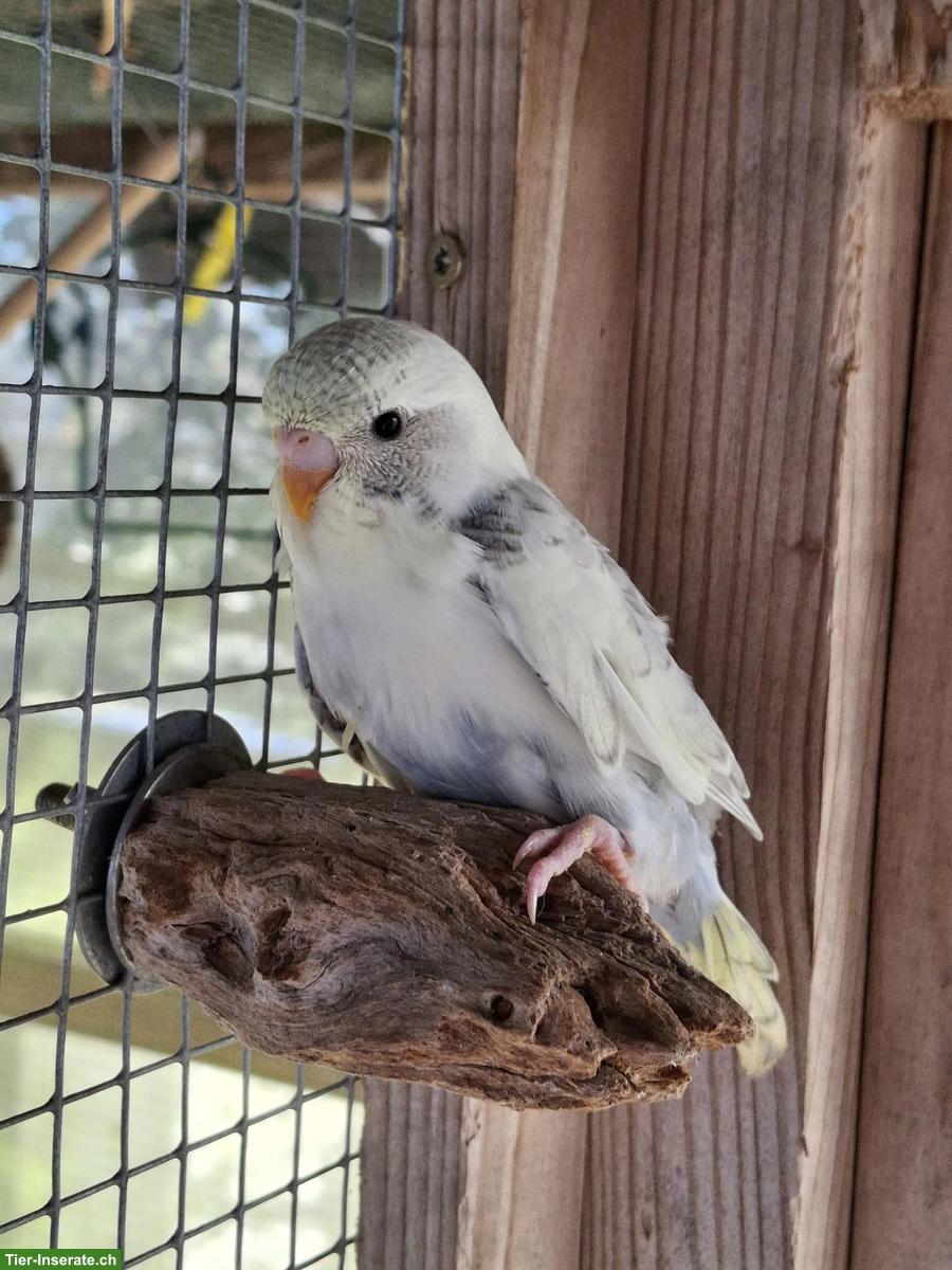 Bild 3: Herzige, junge Wellensittiche zu verkaufen