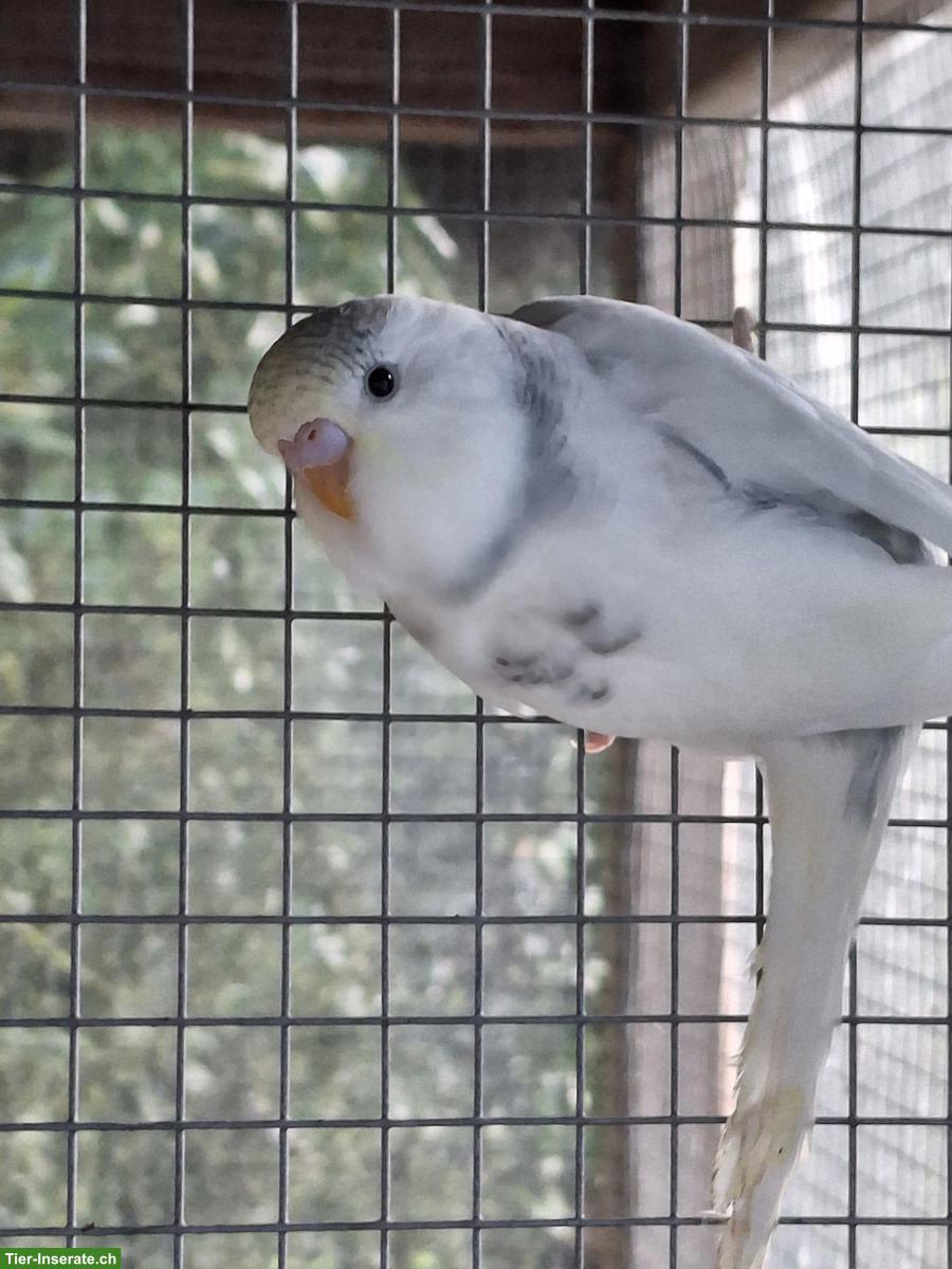 Bild 5: Herzige, junge Wellensittiche zu verkaufen