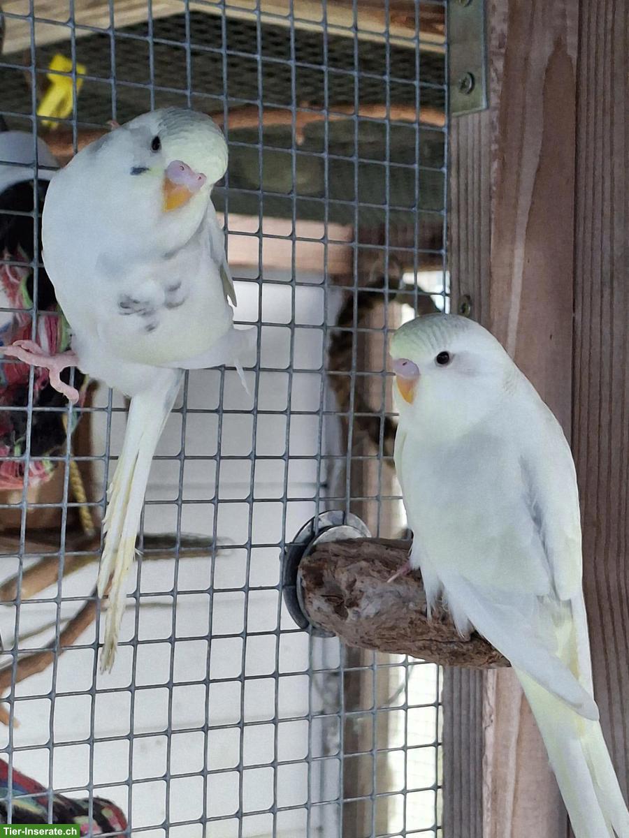 Junge Wellensittiche, herziges Geschwisterpaar