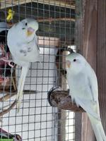 Junge Wellensittiche, herziges Geschwisterpaar