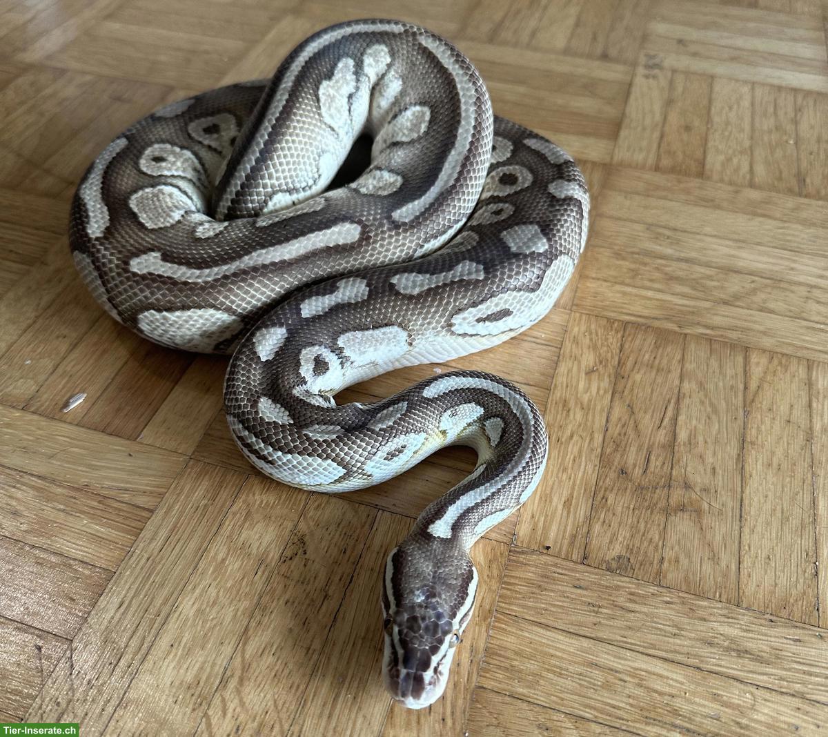 Bild 2: Python regius Butter Pastel