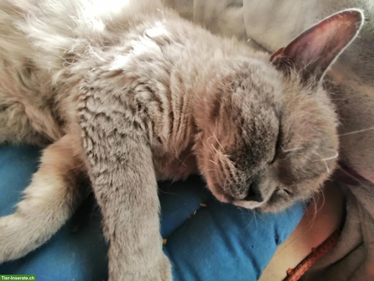 Selkirk Rex Kater, nicht kastriert