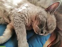 Selkirk Rex Kater, nicht kastriert