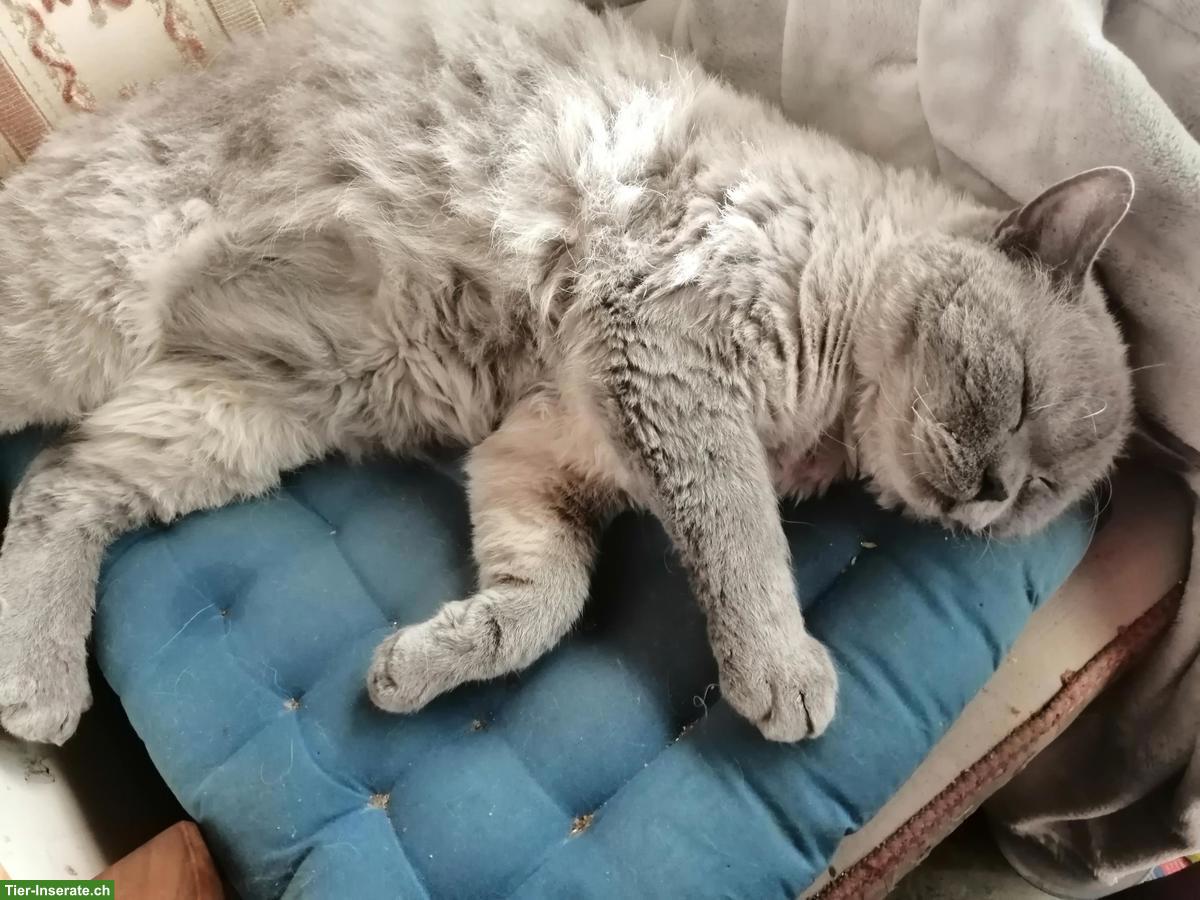 Bild 2: Selkirk Rex Kater, nicht kastriert