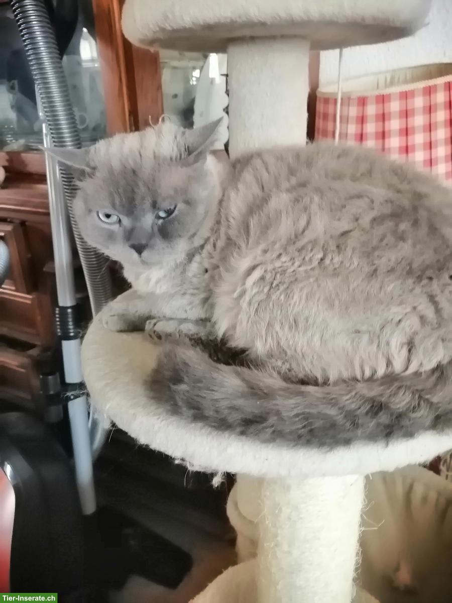 Bild 3: Selkirk Rex Kater, nicht kastriert