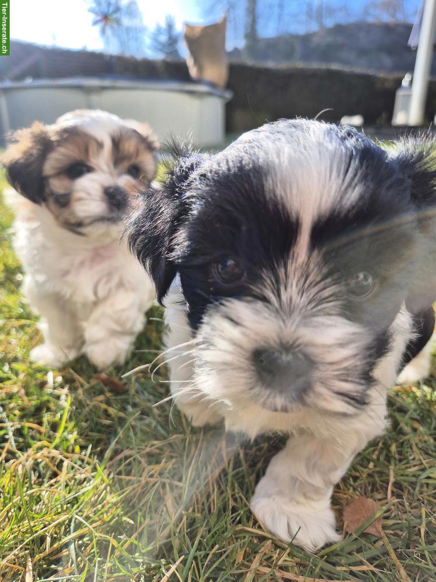 Maltipoo x Schorkie Welpe, Rüde
