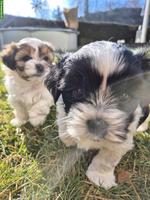 Maltipoo x Schorkie Welpe, Rüde