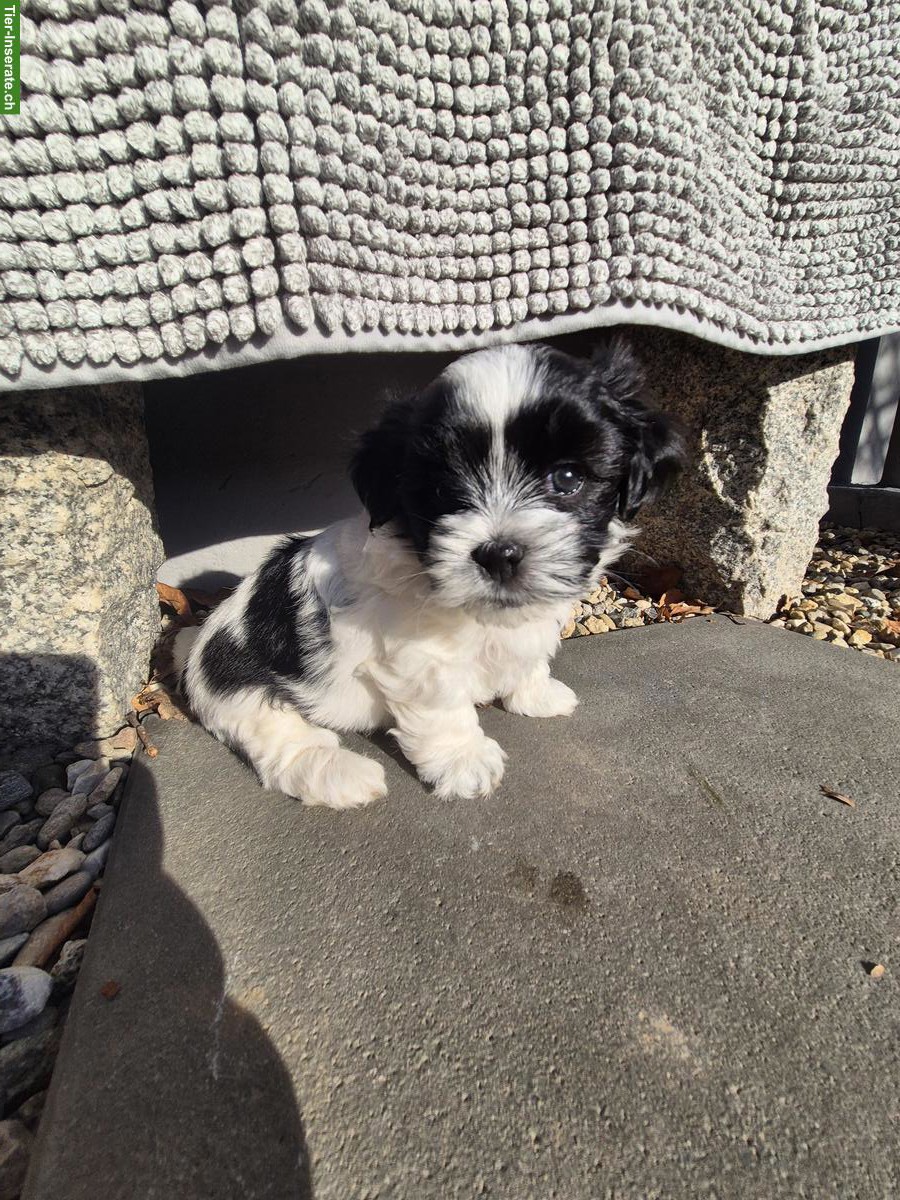 Bild 2: Maltipoo x Schorkie Welpe, Rüde