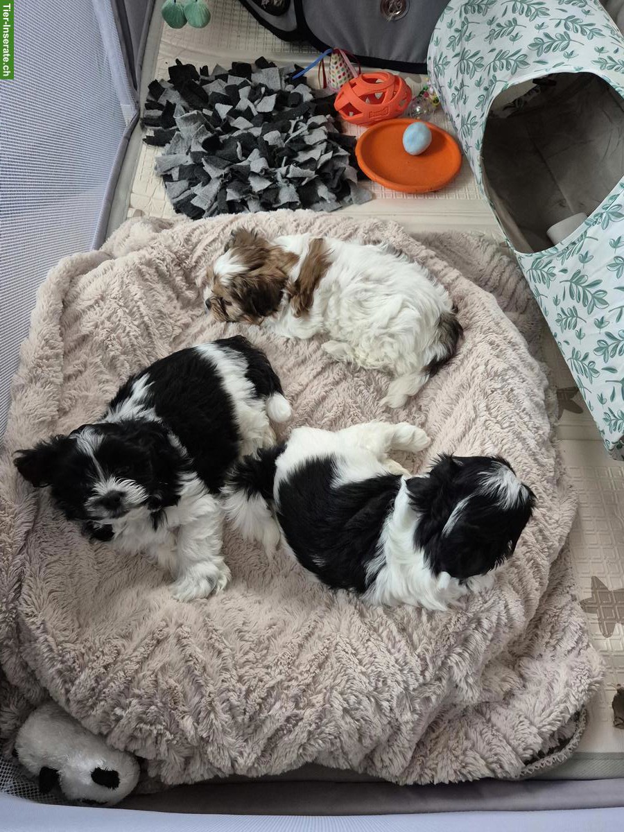 Bild 4: Maltipoo x Schorkie Welpe, Rüde