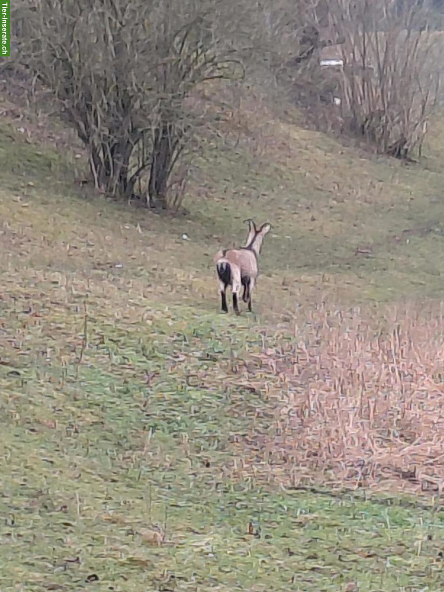 Ziege zu verkaufen