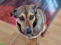 Mischlingshündin Lacta sucht ihr Zuhause