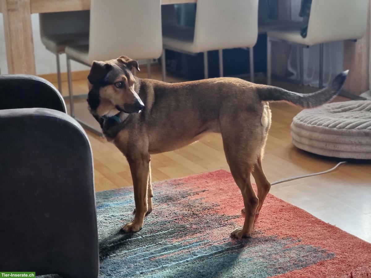 Bild 2: Mischlingshündin Lacta sucht ihr Zuhause