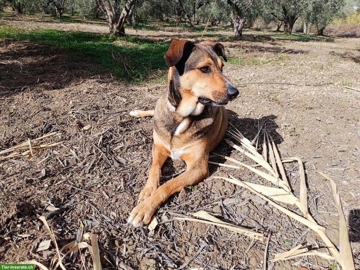 Bild 3: Mischlingshündin Lacta sucht ihr Zuhause