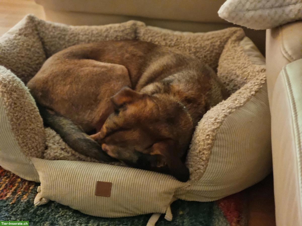 Bild 5: Mischlingshündin Lacta sucht ihr Zuhause