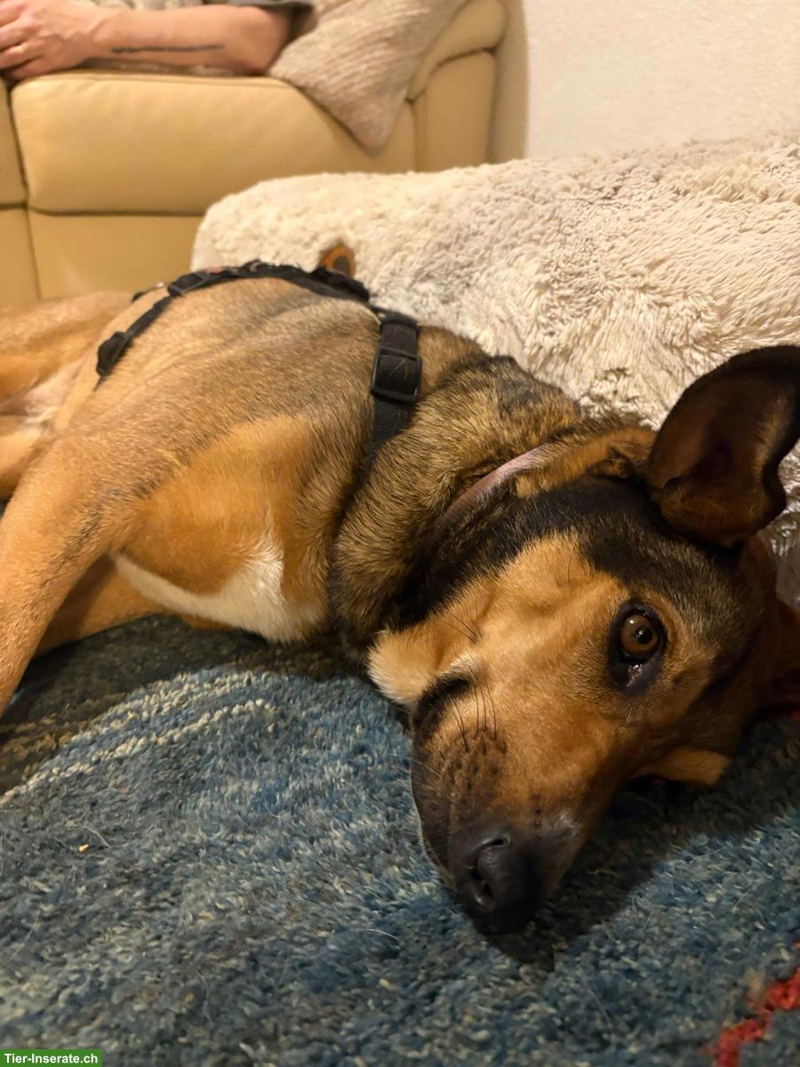 Bild 6: Mischlingshündin Lacta sucht ihr Zuhause