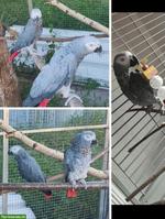 Graupapageien-Paar, zahm und sprechend, für Voliere