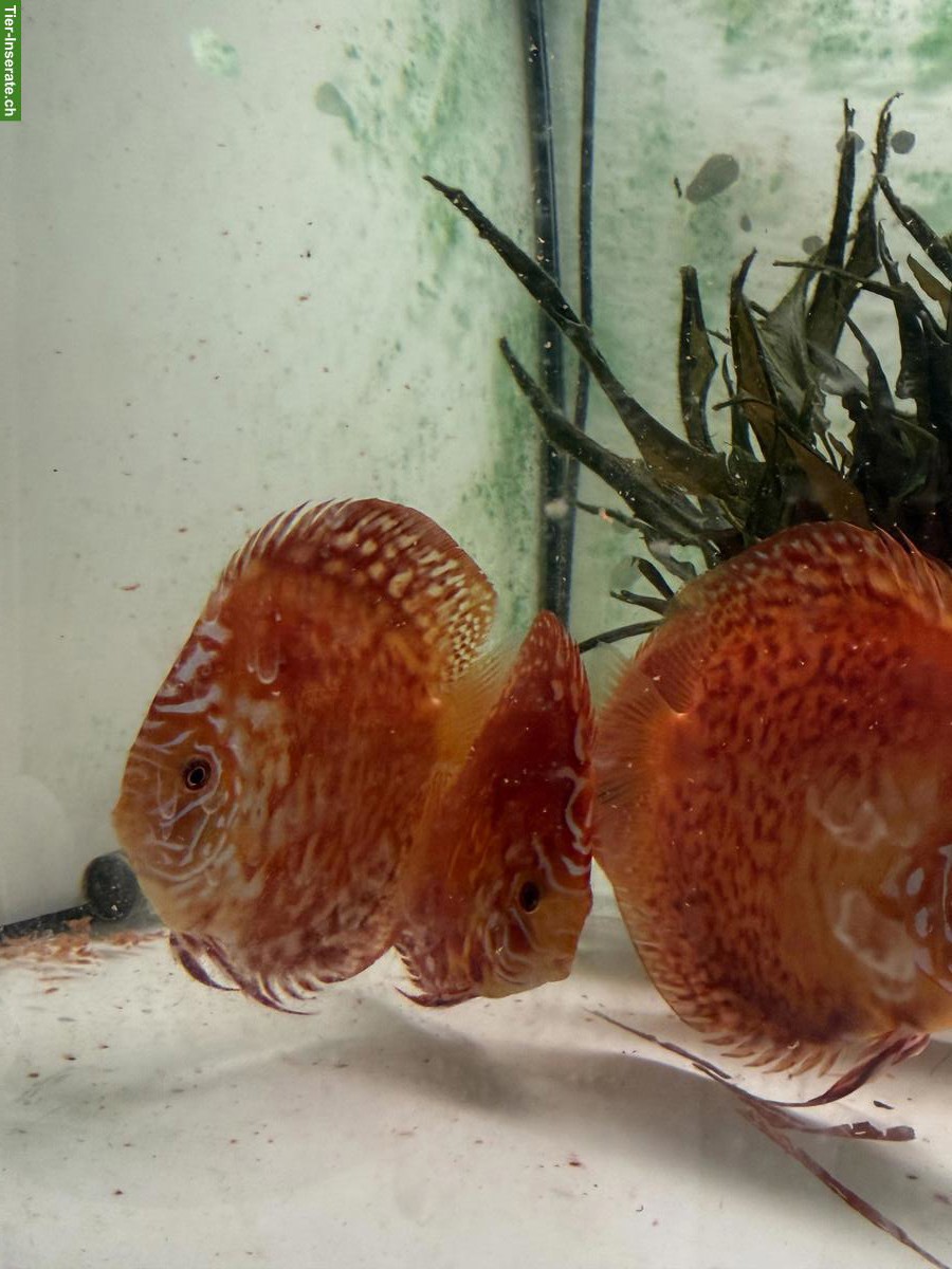 Pigeon Blood Diskus zu verkaufen