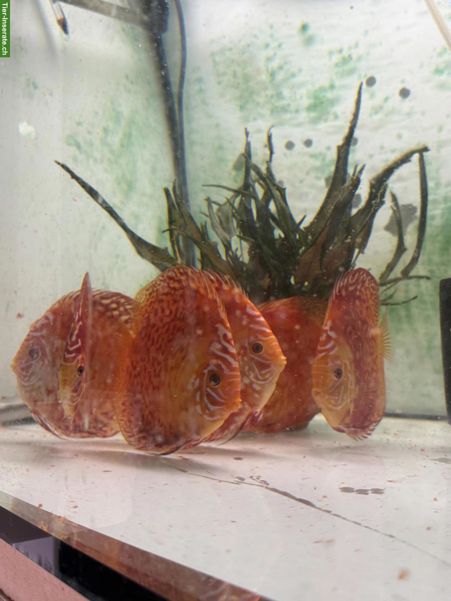 Bild 3: Pigeon Blood Diskus zu verkaufen