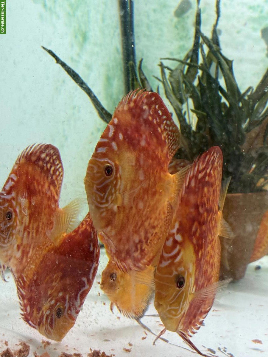 Bild 4: Pigeon Blood Diskus zu verkaufen