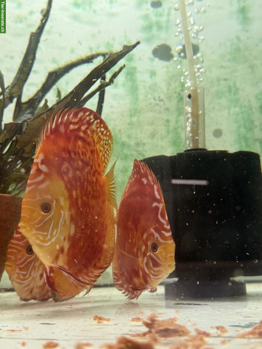 Bild 5: Pigeon Blood Diskus zu verkaufen