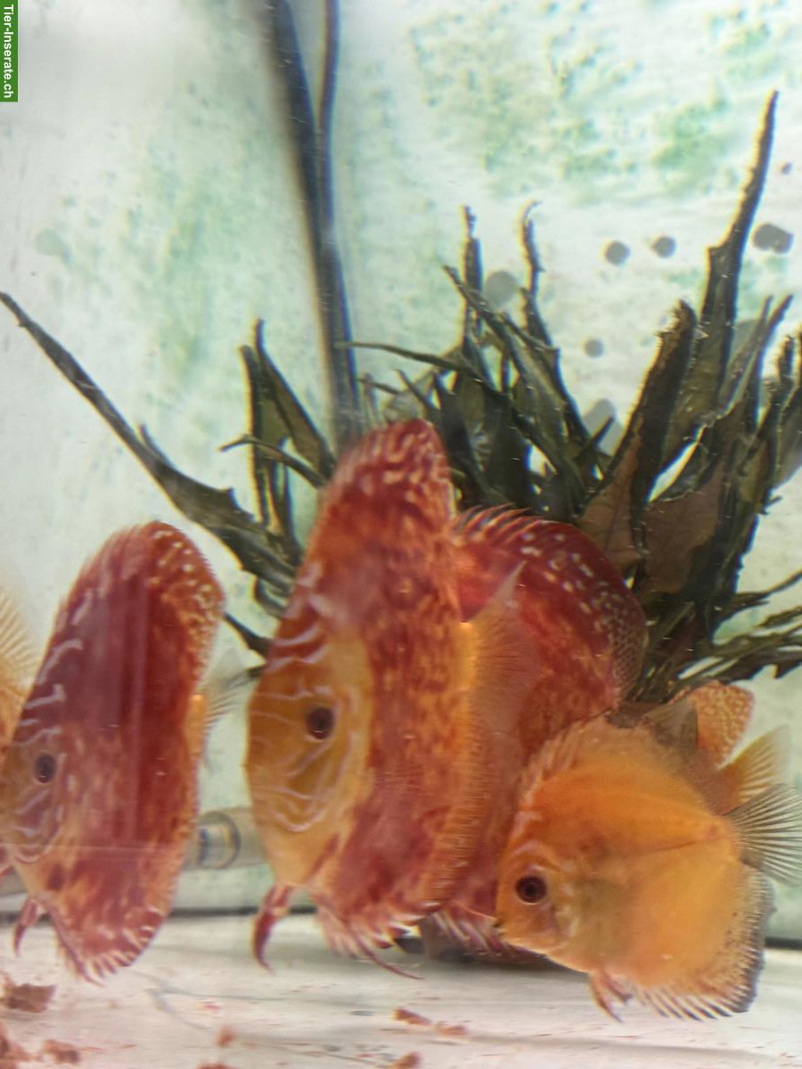 Bild 6: Pigeon Blood Diskus zu verkaufen