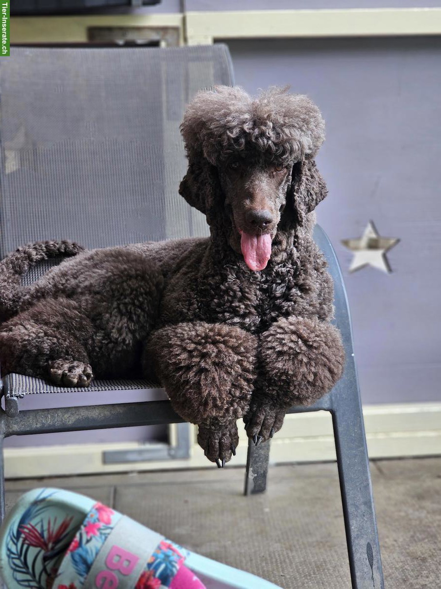 Grosspudel Hündin, für hundeerfahrene Hände