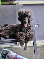 Grosspudel Hündin, für hundeerfahrene Hände