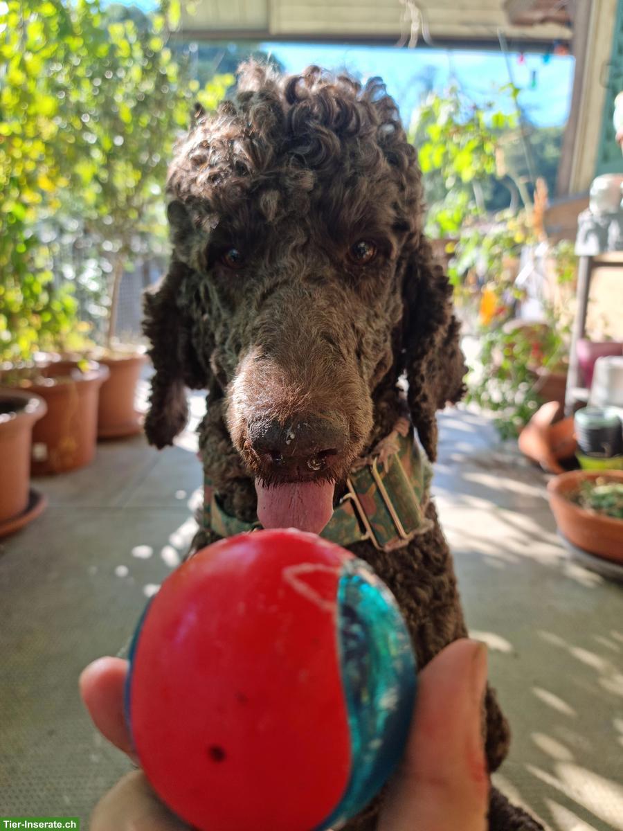 Bild 3: Grosspudel Hündin, für hundeerfahrene Hände