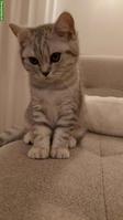 British Shorthair Kitten zu vergeben