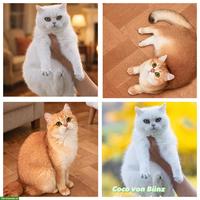 BKH Katzen, silver shaded & golden shaded, mit Stammbaum