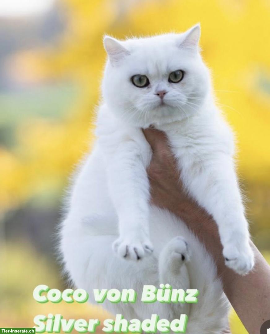 Bild 3: BKH Katzen, silver shaded & golden shaded, mit Stammbaum