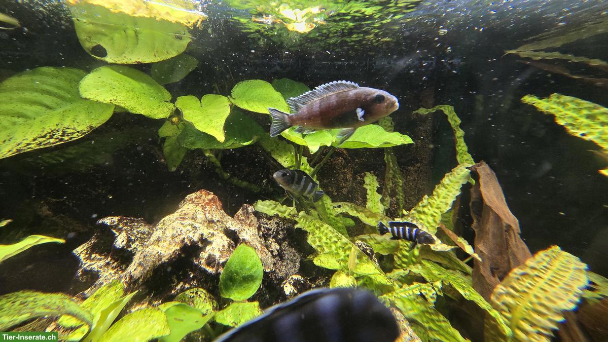 Bild 2: Malawi-Buntbarsche Chindongo demasoni