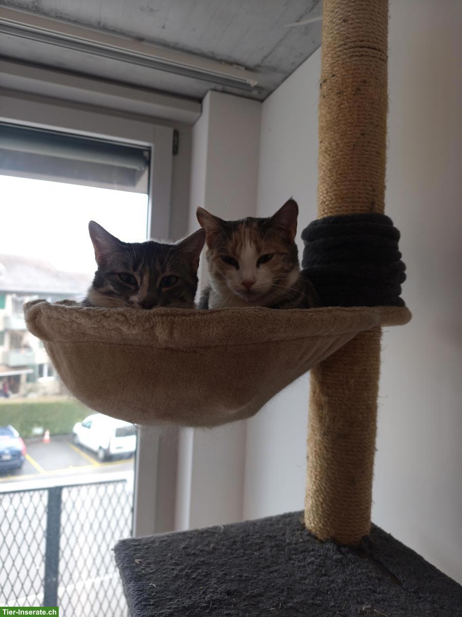 Junge Katzen-Geschwister abzugeben