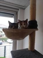 Junge Katzen-Geschwister abzugeben