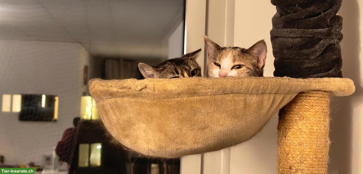 Bild 2: Junge Katzen-Geschwister abzugeben