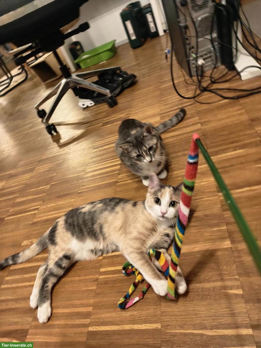 Bild 3: Junge Katzen-Geschwister abzugeben