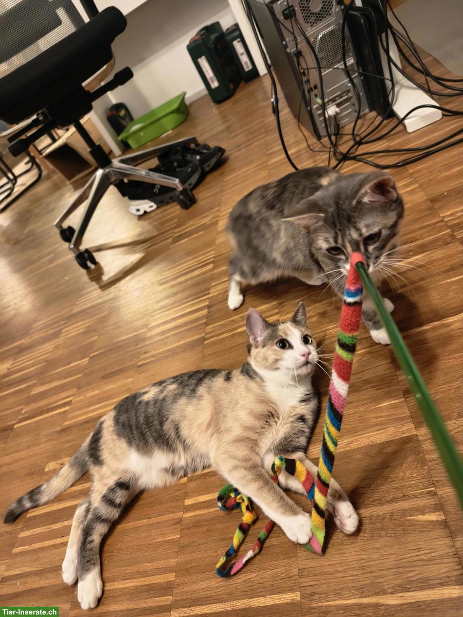 Bild 5: Junge Katzen-Geschwister abzugeben