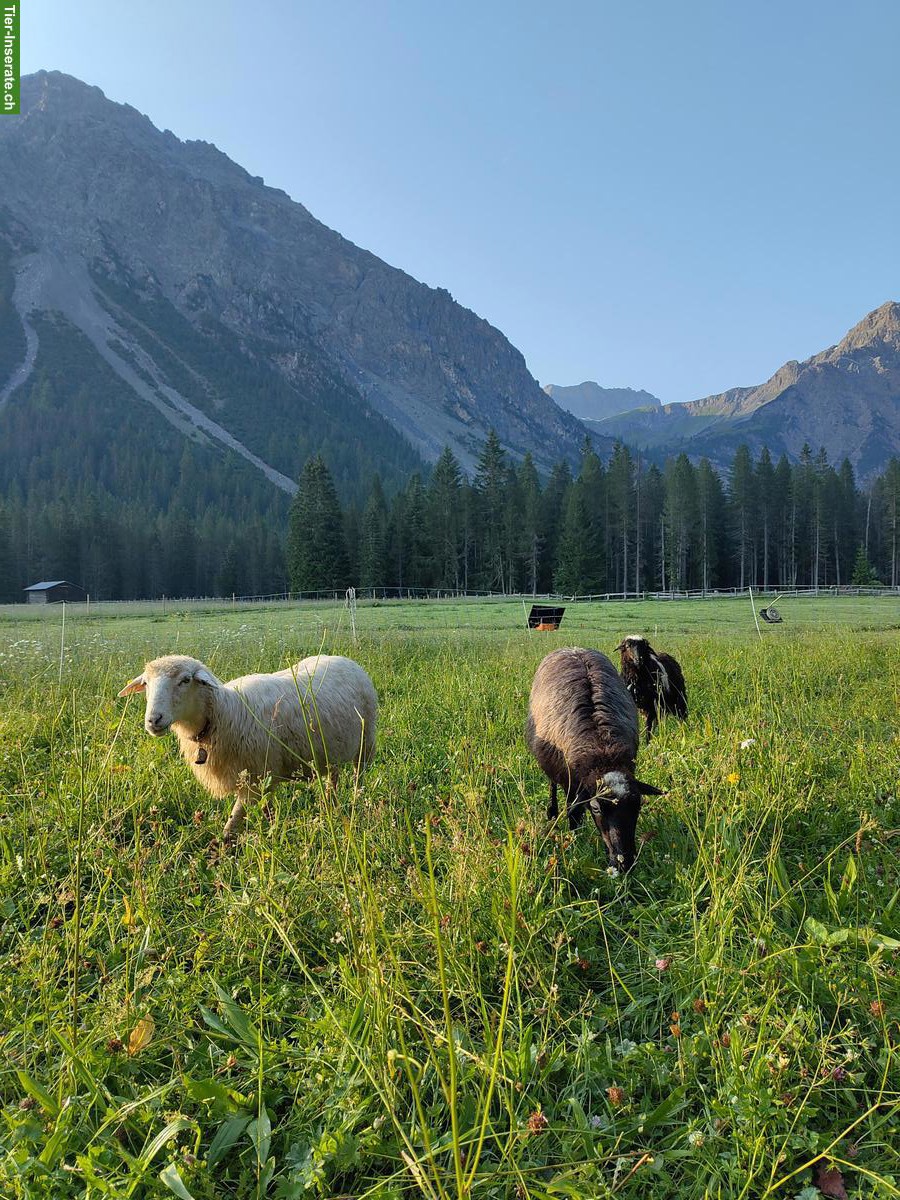 Krainer Steinschaf aus Zucht - Milchschaf der Alpen