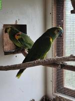 Blaustirnamazone Zuchtpaar (1.1) zu verkaufen