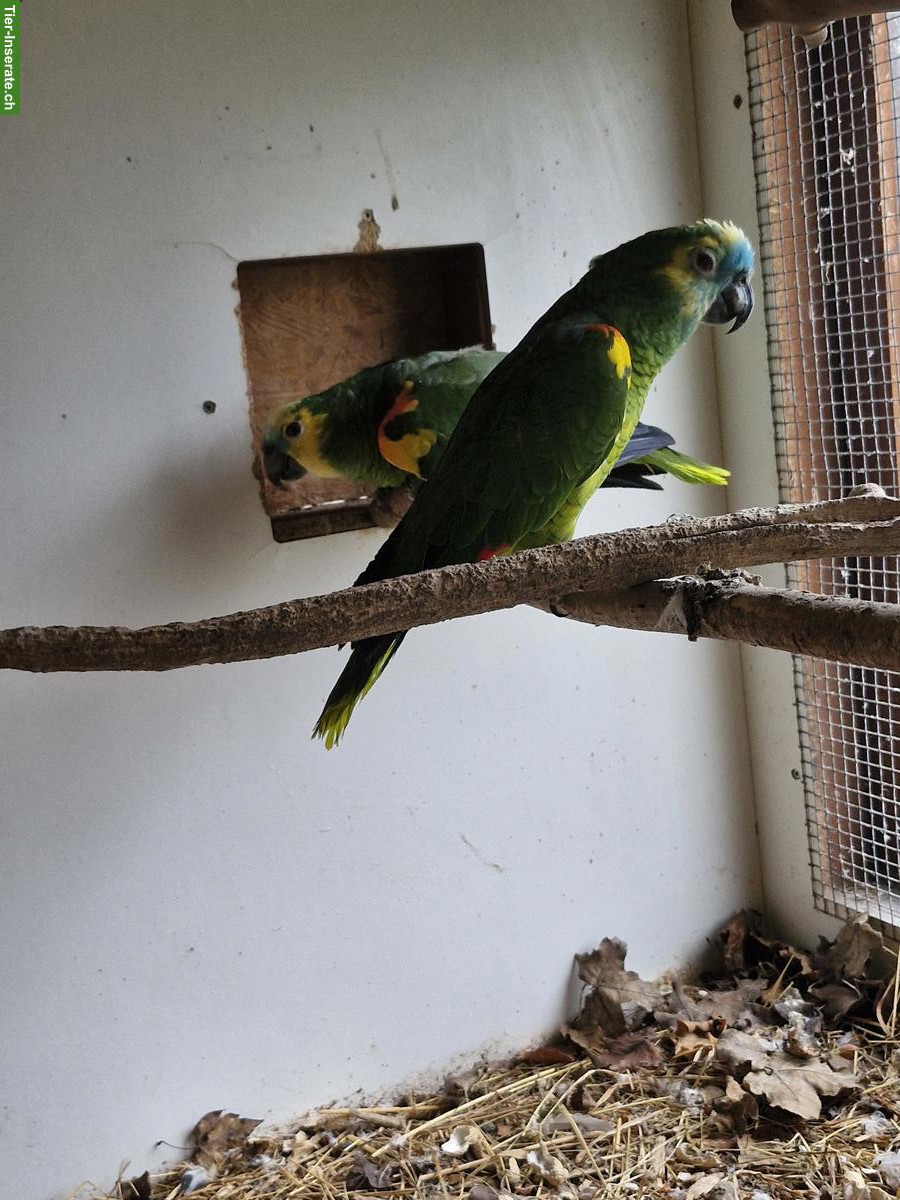 Bild 2: Blaustirnamazone Zuchtpaar (1.1) zu verkaufen