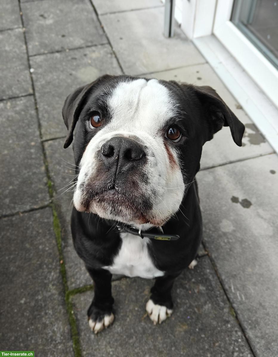 Continental Bulldog Rüde Milow sucht sein Für-immer- Zuhause