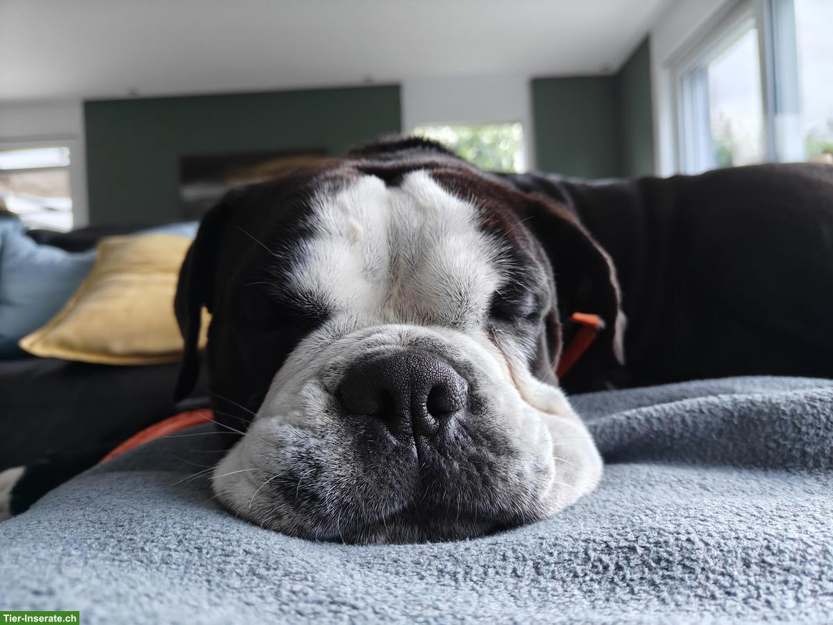 Bild 3: Continental Bulldog Rüde Milow sucht sein Für-immer- Zuhause