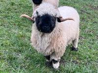 Walliser Schwarznasenschaf Widder zu verkaufen
