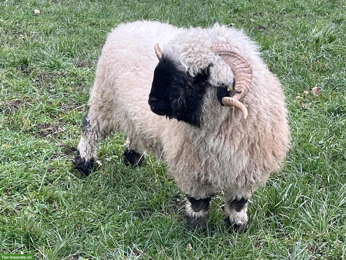 Bild 2: Walliser Schwarznasenschaf Widder zu verkaufen