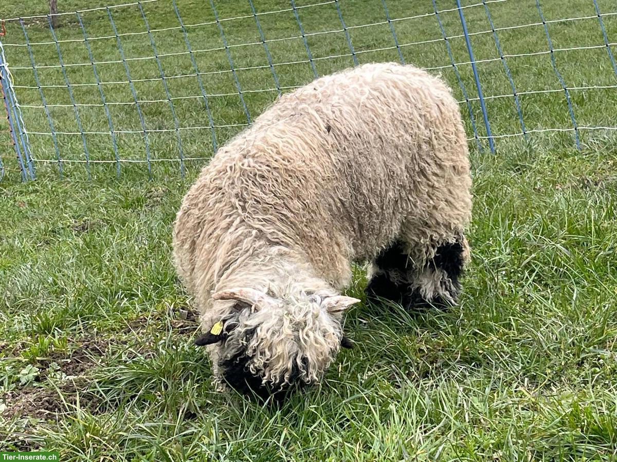 Bild 3: Walliser Schwarznasenschaf Widder zu verkaufen