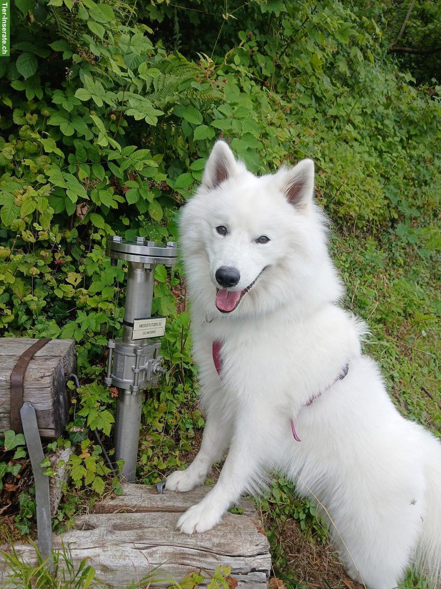 Bild 2: Wohnungssuche naturnah & ruhig in BL, AG, SO, LU, BE