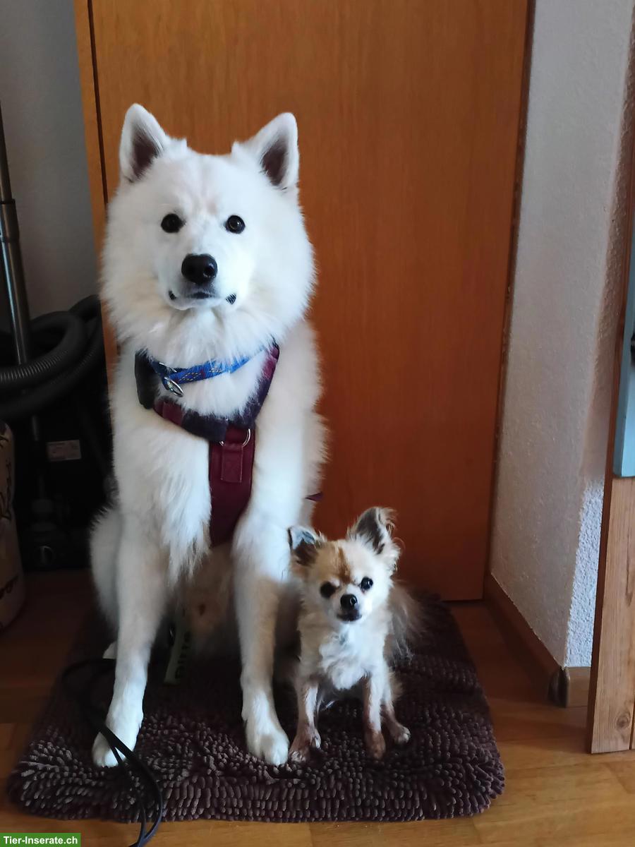 Bild 3: Wohnungssuche naturnah & ruhig in BL, AG, SO, LU, BE