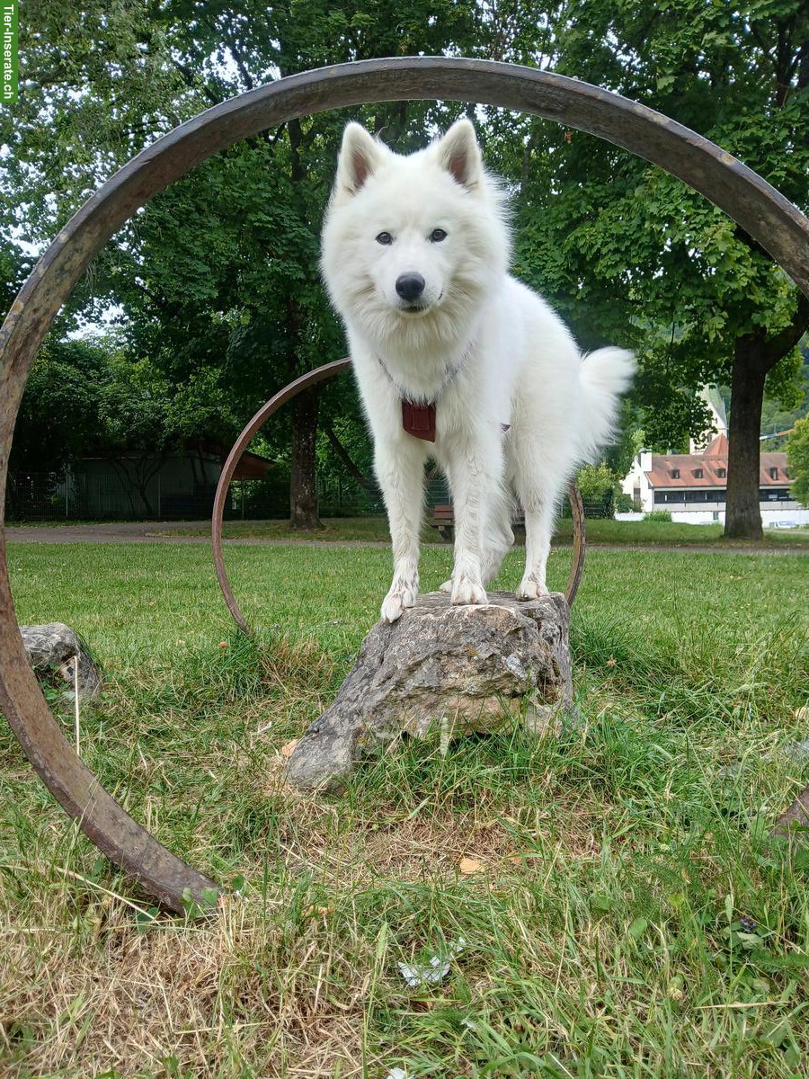Bild 5: Wohnungssuche naturnah & ruhig in BL, AG, SO, LU, BE